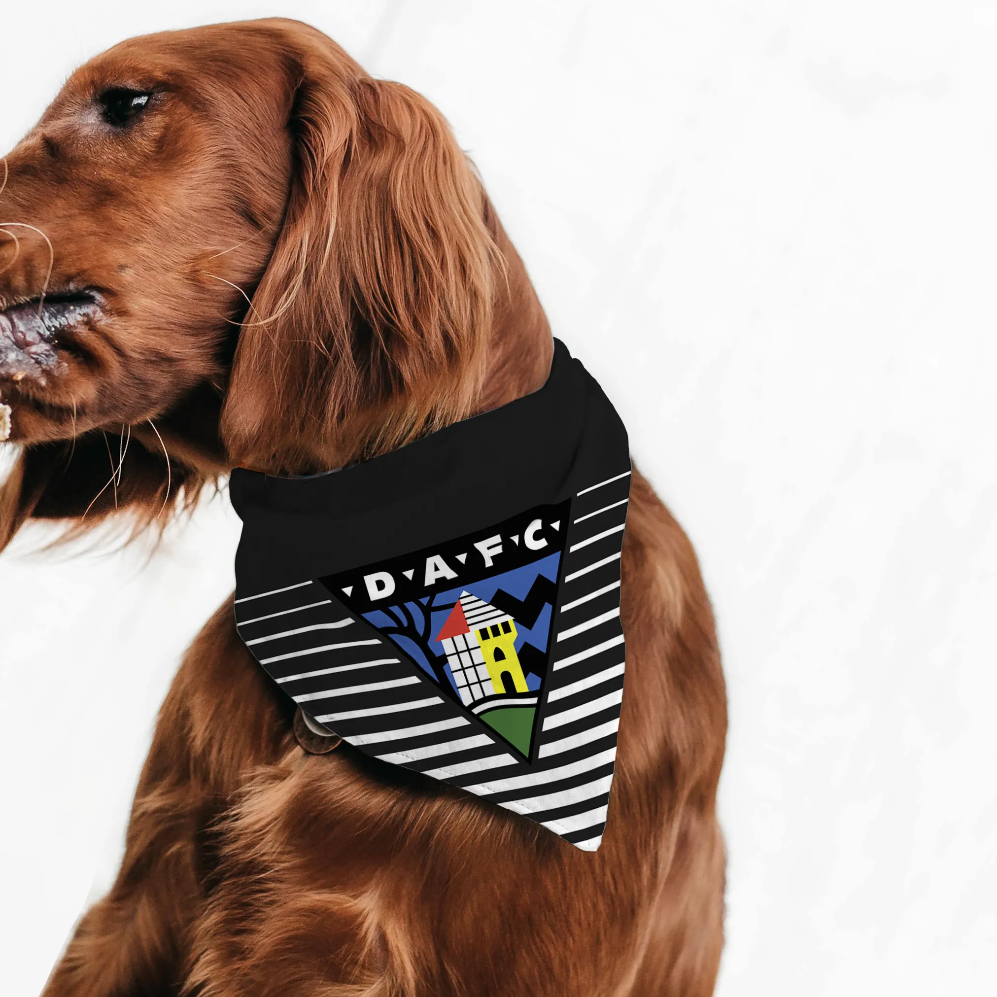 Dunfermline Athletic Gradient Pet Bandana