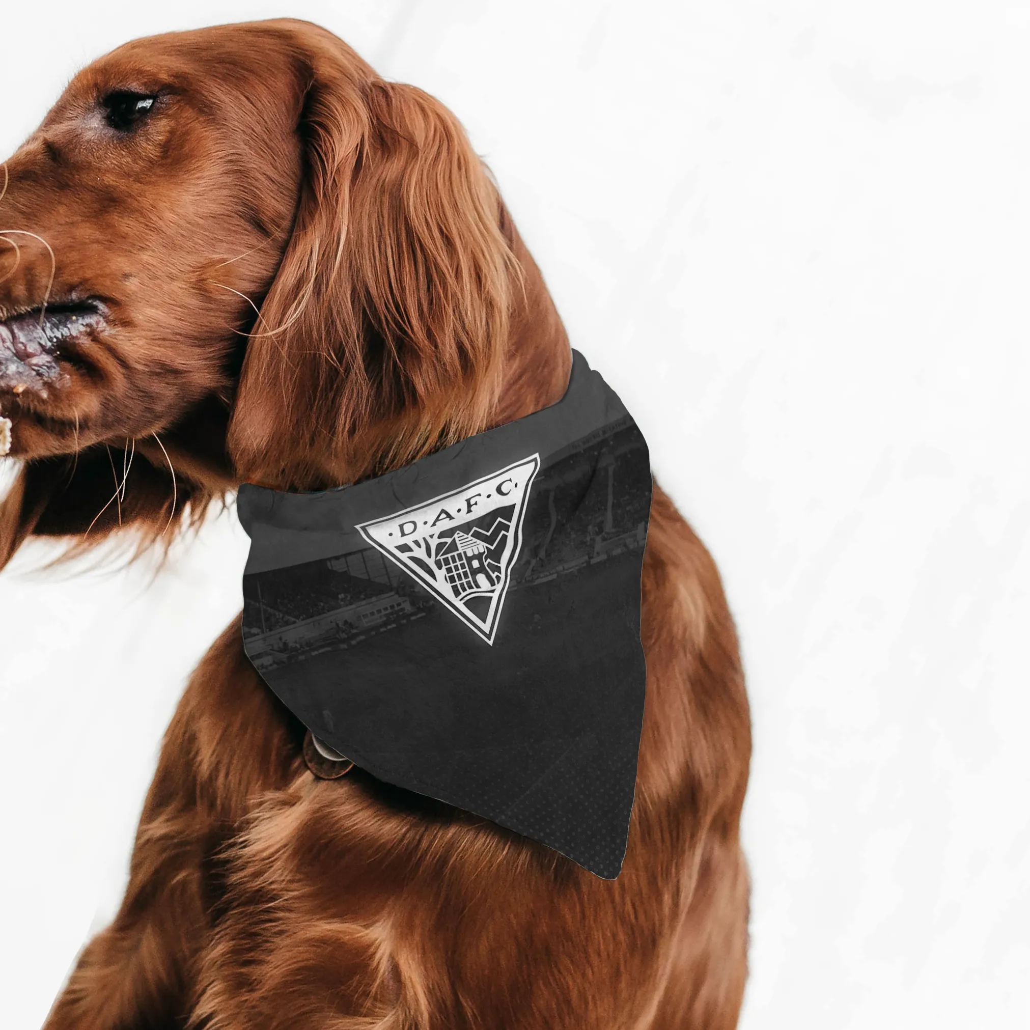 Dunfermline Athletic Stadium Pet Bandana